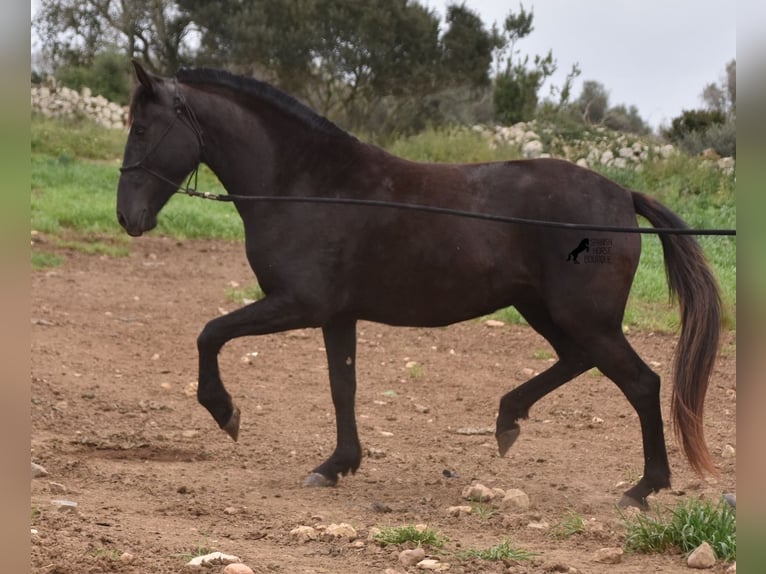 Menorquín Yegua 4 años 154 cm Negro in Menorca