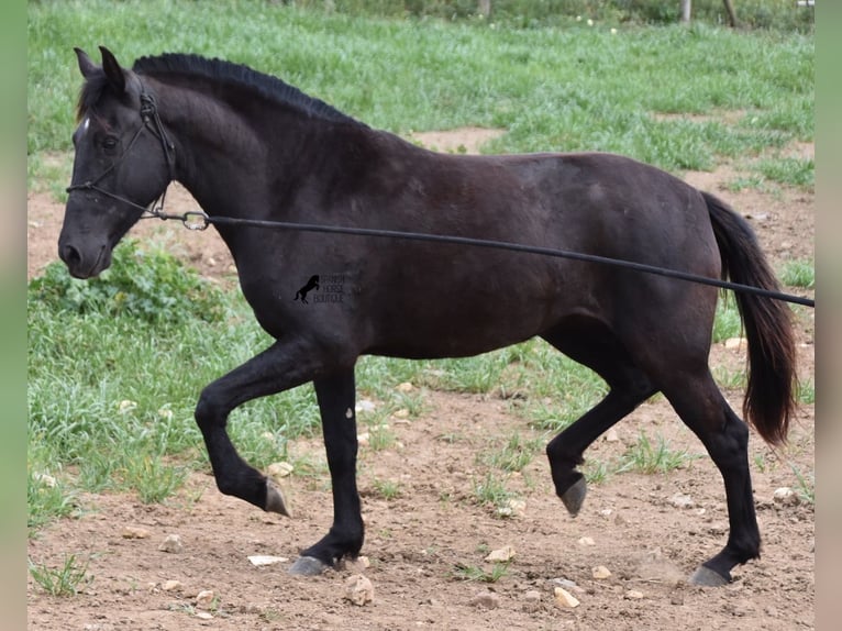 Menorquín Yegua 4 años 154 cm Negro in Menorca