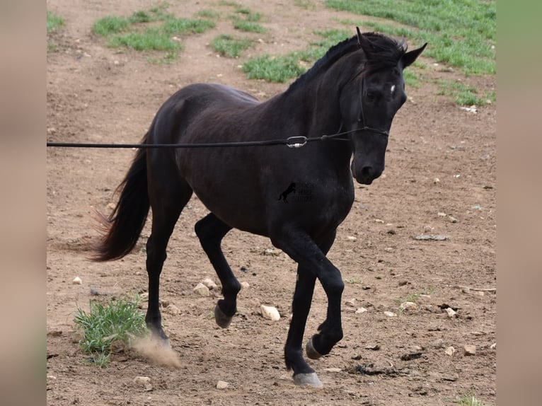 Menorquín Yegua 4 años 154 cm Negro in Menorca