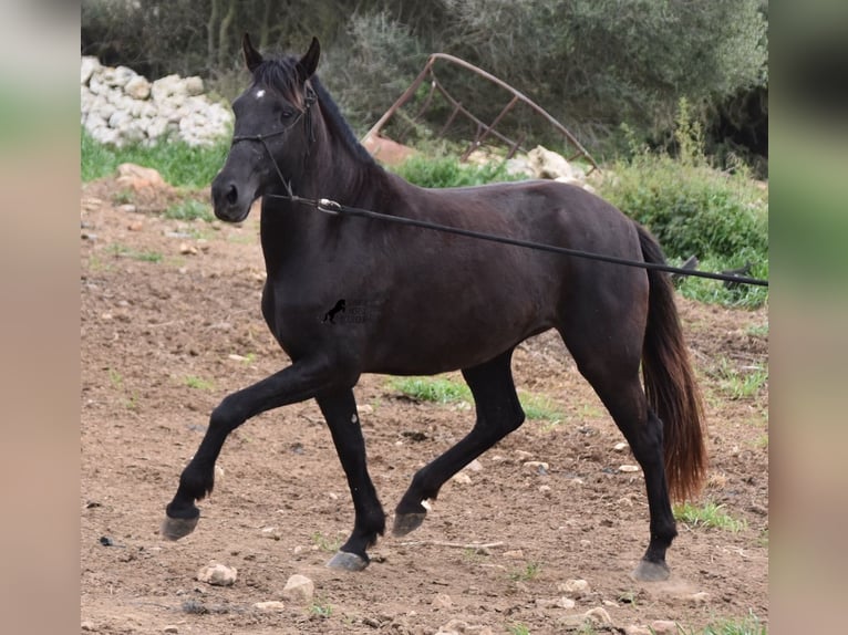 Menorquín Yegua 4 años 154 cm Negro in Menorca