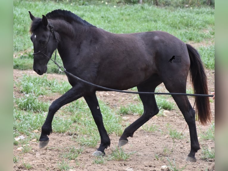 Menorquín Yegua 4 años 154 cm Negro in Menorca