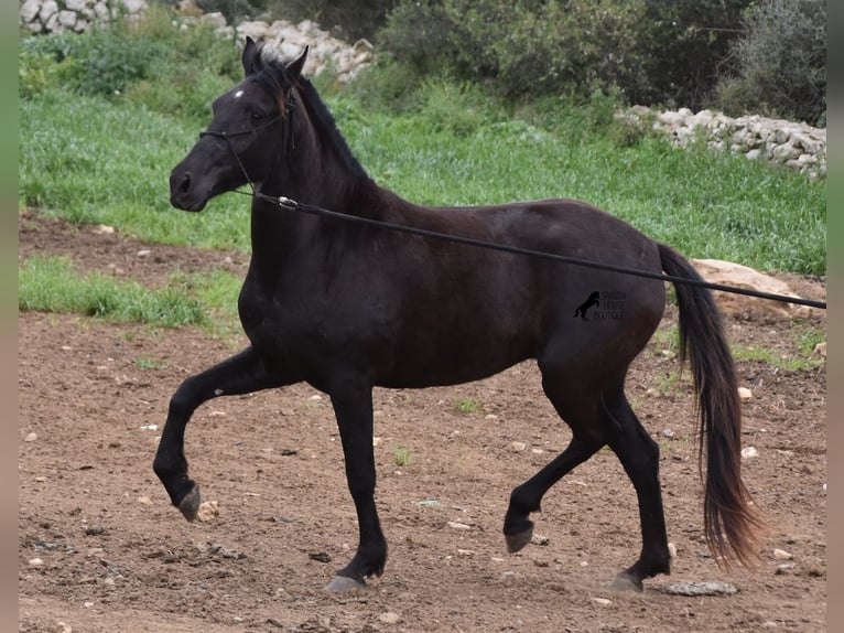 Menorquín Yegua 4 años 154 cm Negro in Menorca