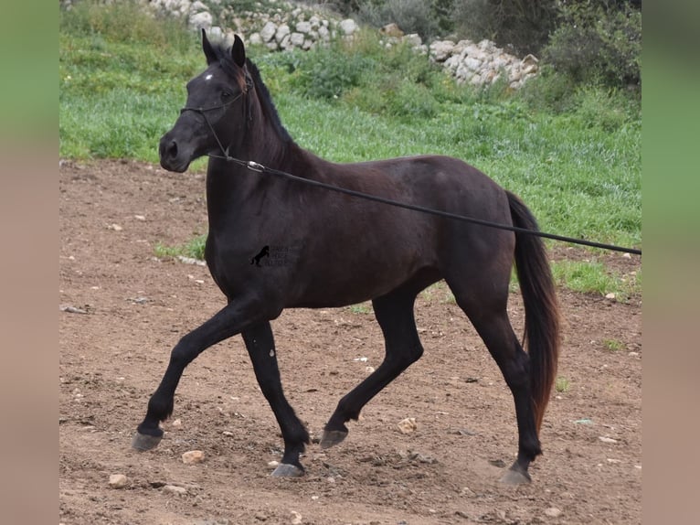 Menorquín Yegua 4 años 154 cm Negro in Menorca