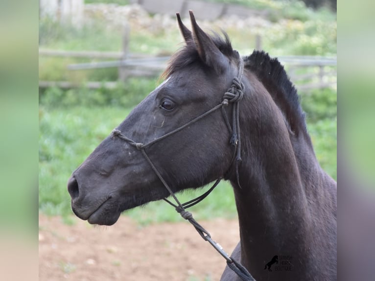 Menorquín Yegua 4 años 154 cm Negro in Menorca