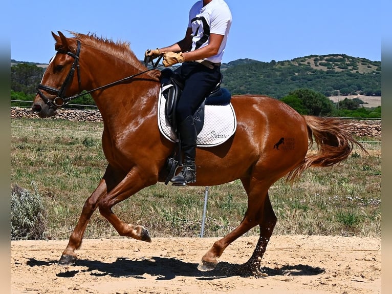 Menorquín Yegua 4 años 155 cm Alazán in Menorca