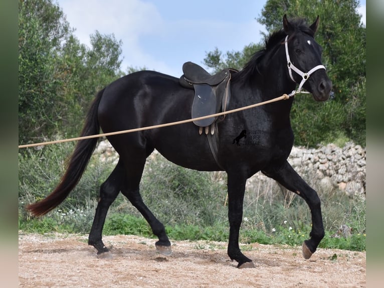 Menorquín Yegua 4 años 155 cm Negro in Menorca