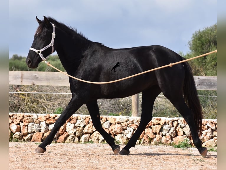 Menorquín Yegua 4 años 155 cm Negro in Menorca