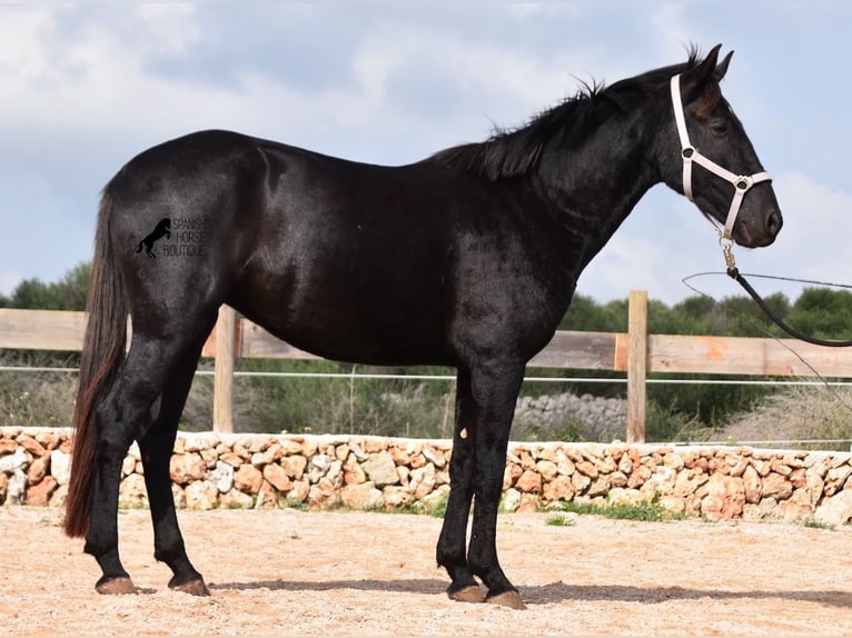 Menorquín Yegua 4 años 155 cm Negro in Menorca