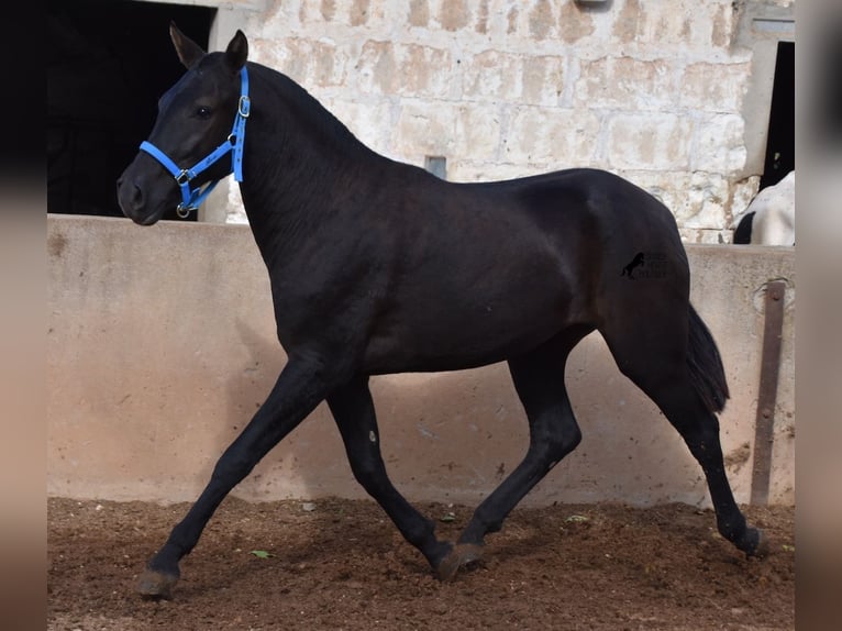 Menorquín Yegua 4 años 155 cm Negro in Menorca