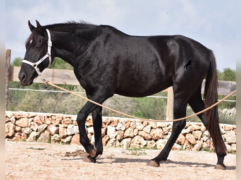 Menorquín Yegua 4 años 155 cm Negro in Menorca