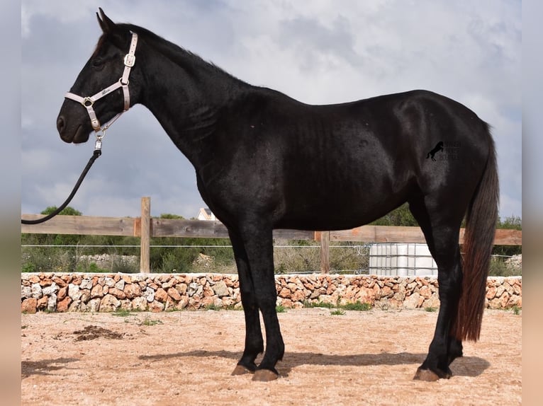 Menorquín Yegua 4 años 155 cm Negro in Menorca