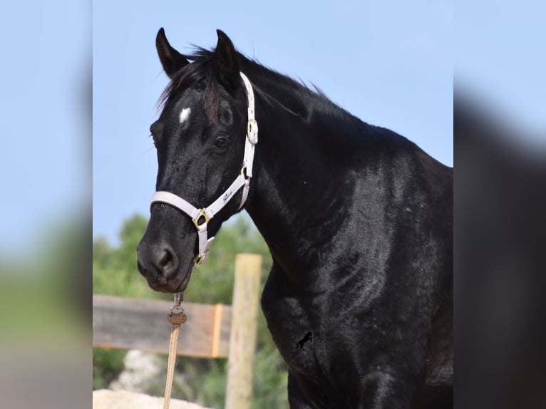 Menorquín Yegua 4 años 155 cm Negro in Menorca