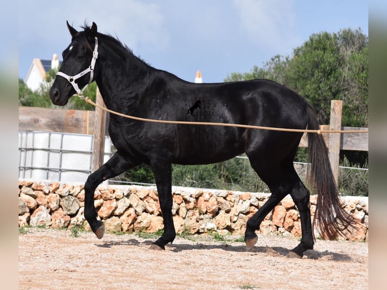 Menorquín Yegua 4 años 155 cm Negro in Menorca