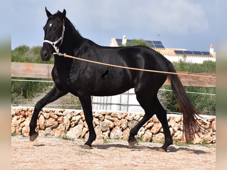 Menorquín Yegua 4 años 155 cm Negro in Menorca