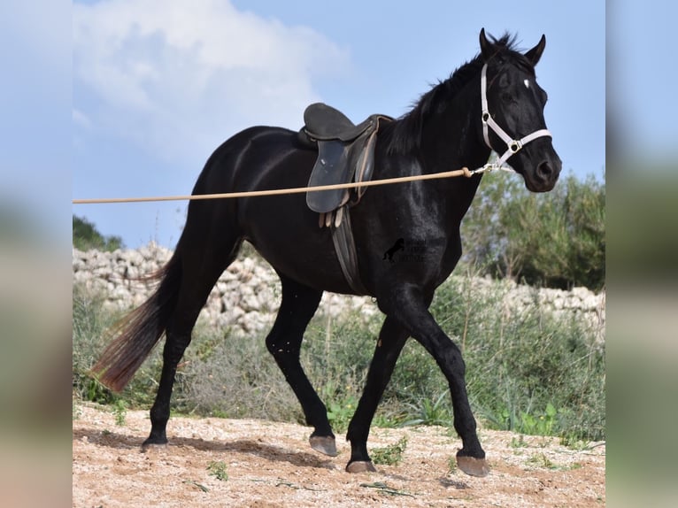 Menorquín Yegua 4 años 155 cm Negro in Menorca