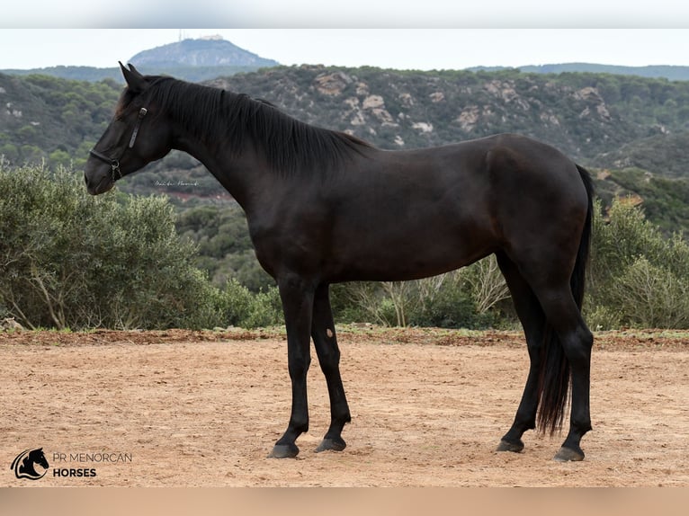Menorquín Yegua 4 años 160 cm Negro in Menorca