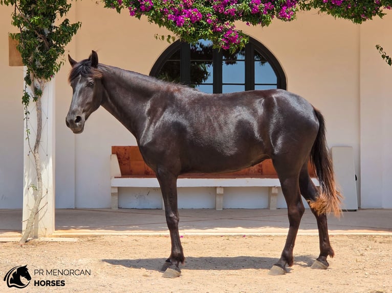 Menorquín Yegua 4 años 161 cm Negro in Menorca