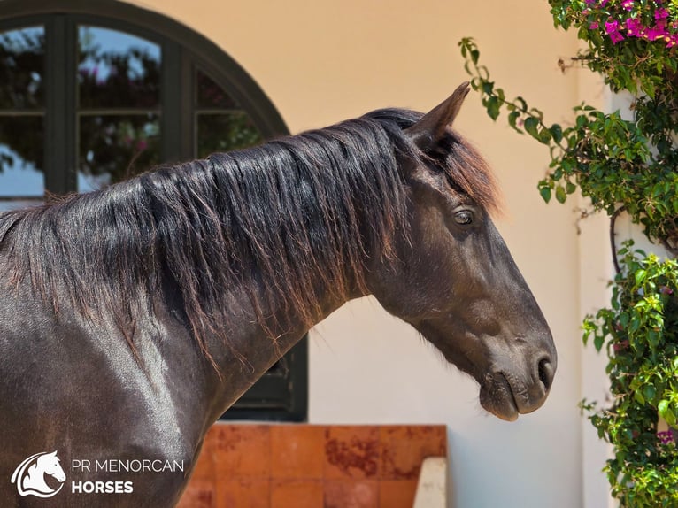 Menorquín Yegua 4 años 161 cm Negro in Menorca