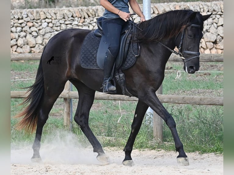 Menorquín Yegua 4 años 161 cm Negro in Menorca