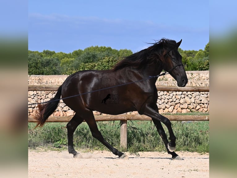 Menorquín Yegua 4 años 161 cm Negro in Menorca