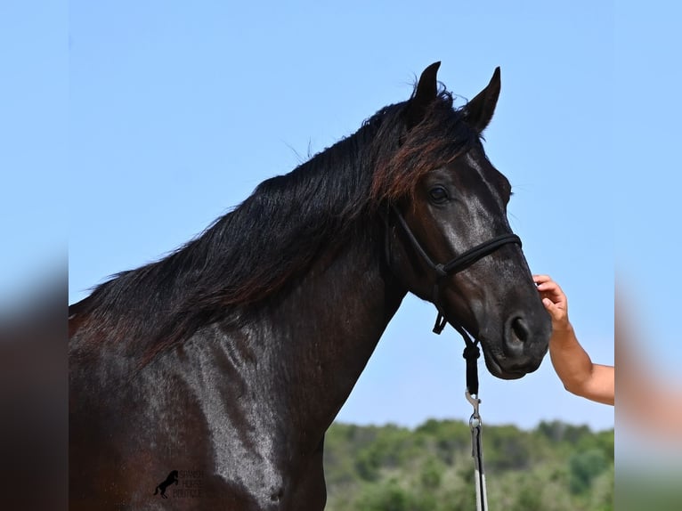 Menorquín Yegua 4 años 161 cm Negro in Menorca