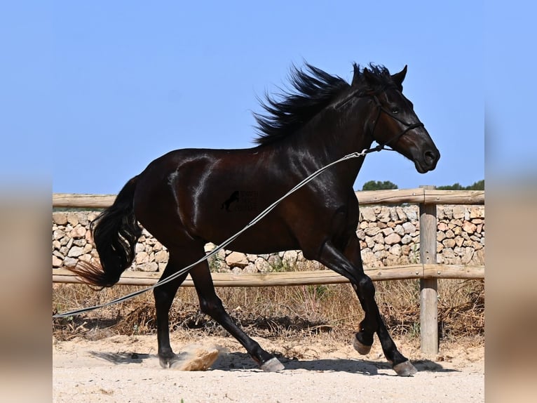 Menorquín Yegua 4 años 161 cm Negro in Menorca