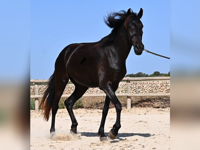 Menorquín Yegua 4 años 161 cm Negro in Menorca