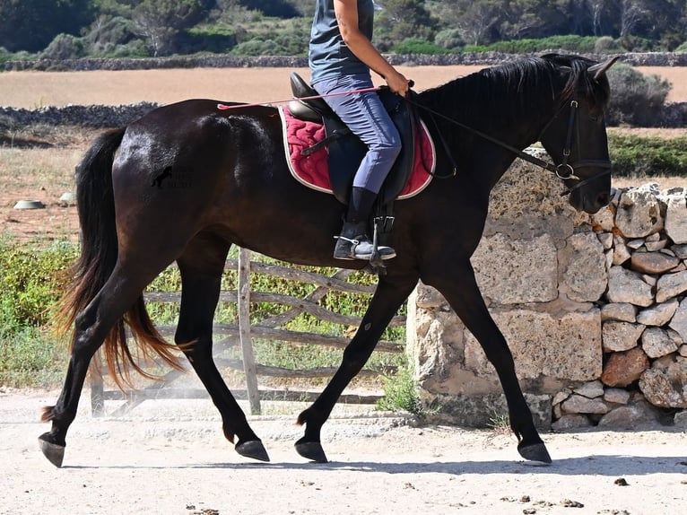 Menorquín Yegua 4 años 161 cm Negro in Menorca