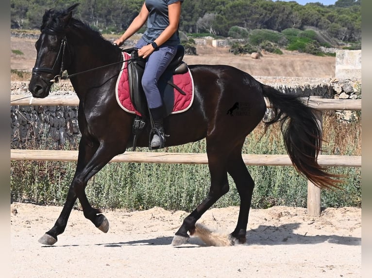 Menorquín Yegua 4 años 161 cm Negro in Menorca