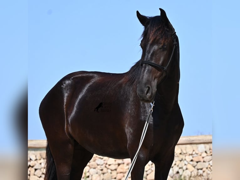 Menorquín Yegua 4 años 161 cm Negro in Menorca