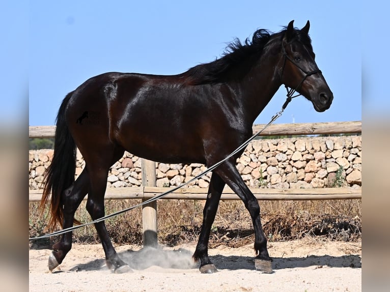 Menorquín Yegua 4 años 161 cm Negro in Menorca