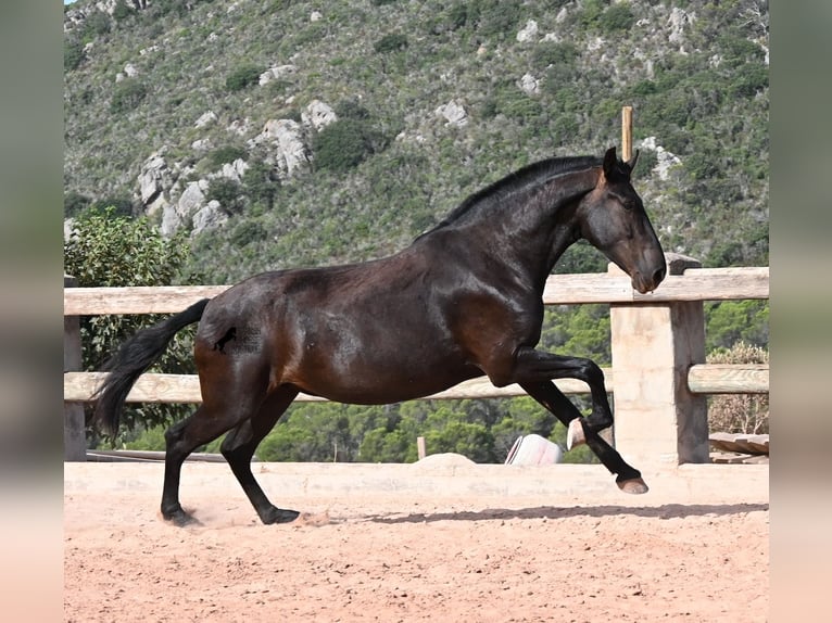 Menorquín Yegua 4 años 161 cm Negro in Menorca