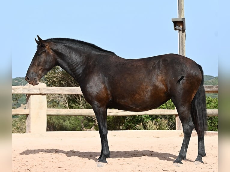 Menorquín Yegua 4 años 161 cm Negro in Menorca