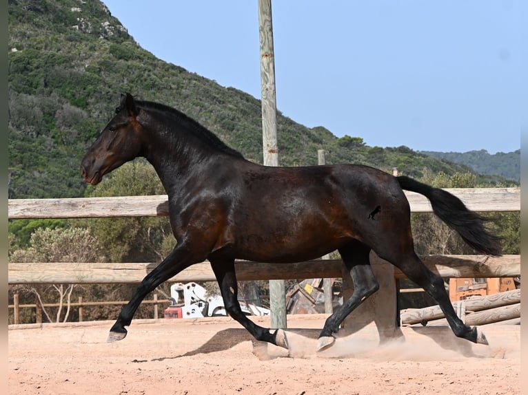 Menorquín Yegua 4 años 161 cm Negro in Menorca