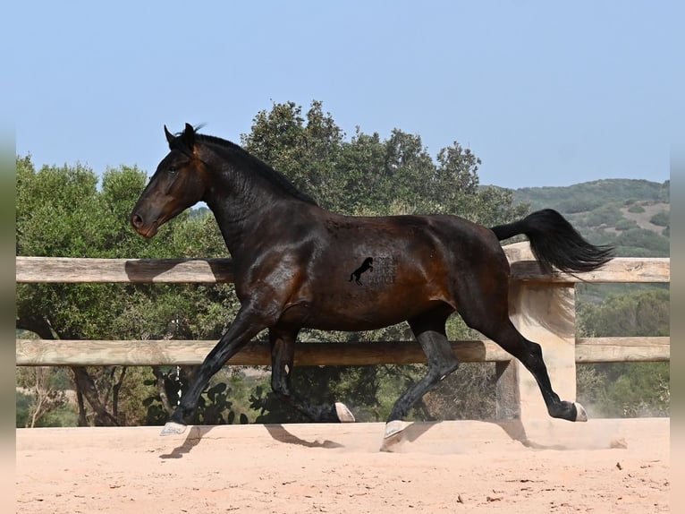 Menorquín Yegua 4 años 161 cm Negro in Menorca