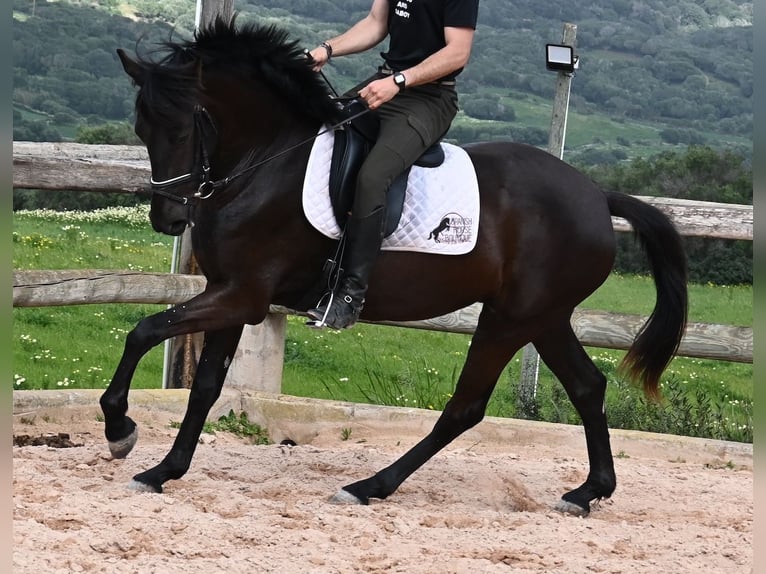 Menorquín Yegua 4 años 165 cm in Menorca