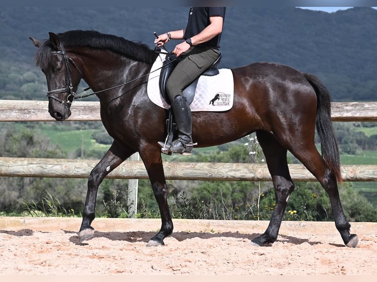 Menorquín Yegua 4 años 165 cm in Menorca