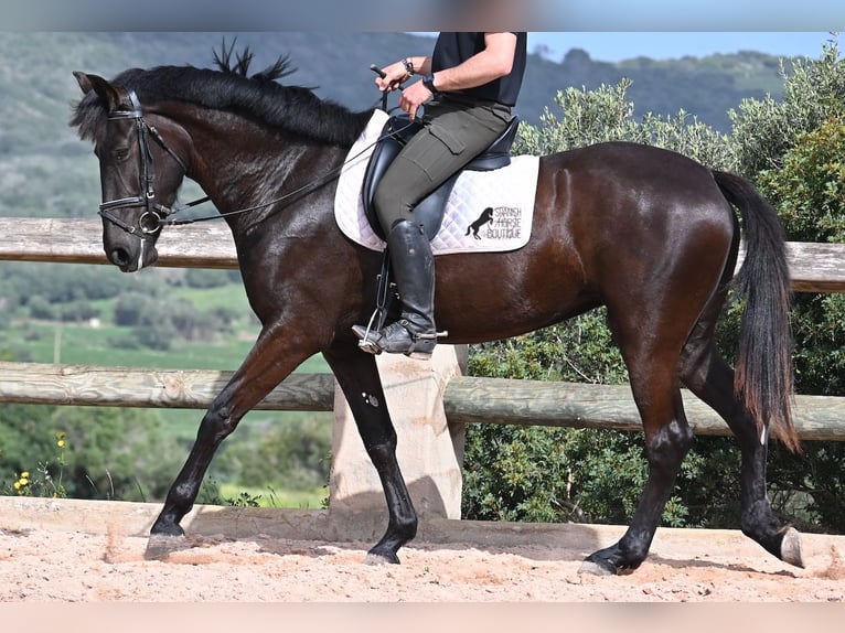 Menorquín Yegua 4 años 165 cm in Menorca