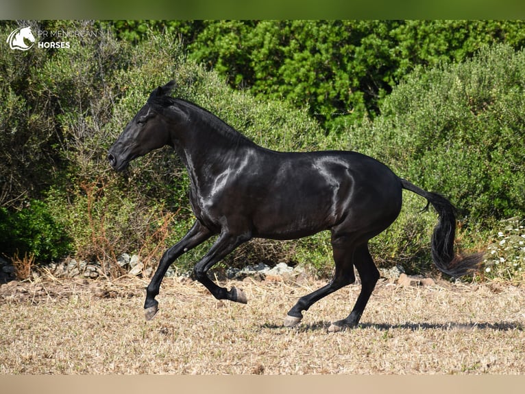 Menorquín Yegua 4 años 165 cm Negro in Menorca