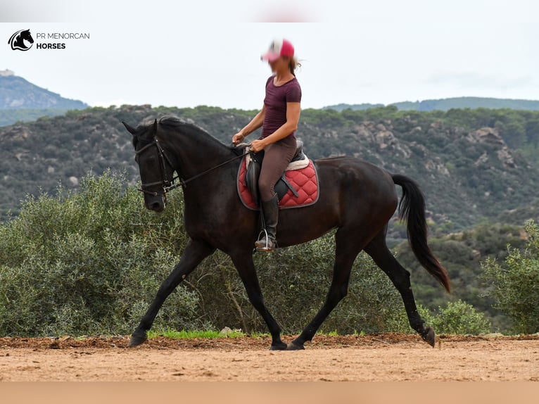 Menorquín Yegua 4 años 165 cm Negro in Menorca