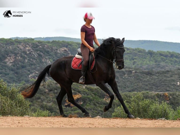 Menorquín Yegua 4 años 165 cm Negro in Menorca