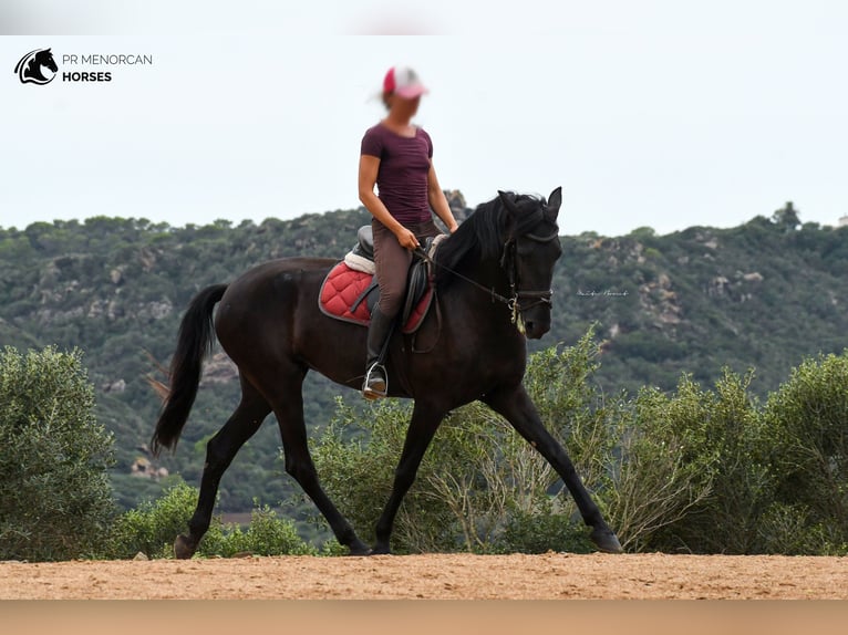 Menorquín Yegua 4 años 165 cm Negro in Menorca
