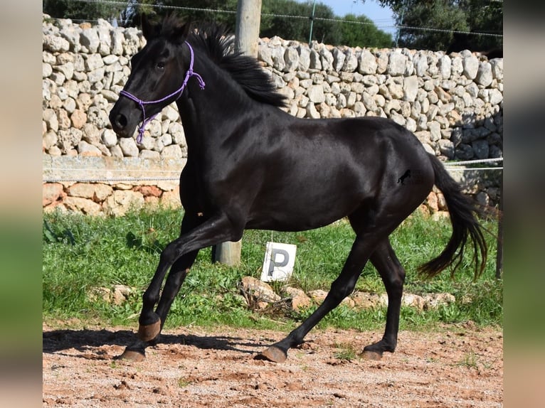 Menorquín Yegua 5 años 152 cm Negro in Menorca