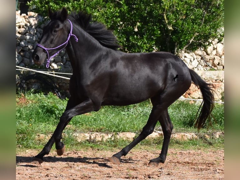 Menorquín Yegua 5 años 152 cm Negro in Menorca