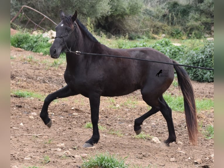 Menorquín Yegua 5 años 154 cm Negro in Menorca