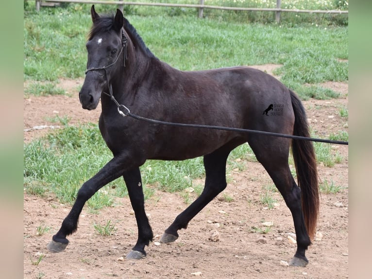 Menorquín Yegua 5 años 154 cm Negro in Menorca