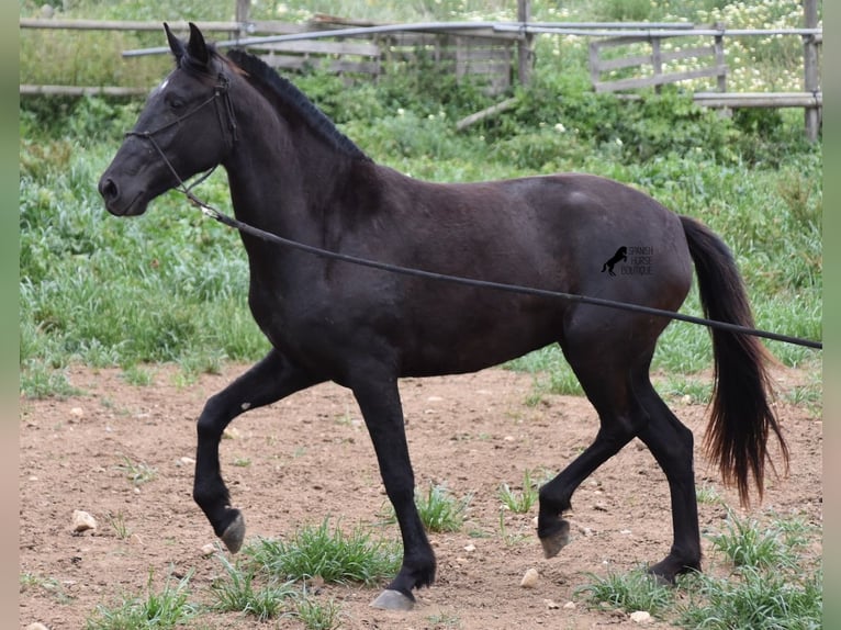 Menorquín Yegua 5 años 154 cm Negro in Menorca