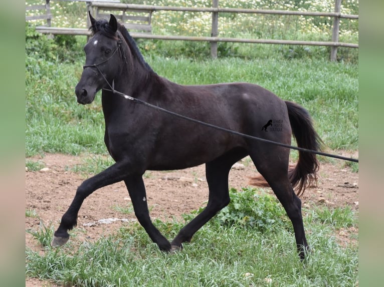 Menorquín Yegua 5 años 154 cm Negro in Menorca