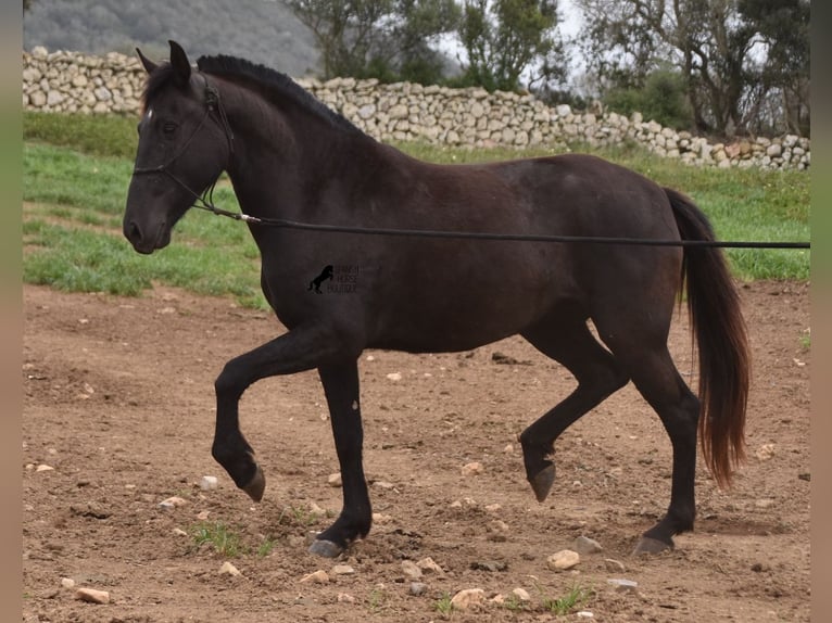 Menorquín Yegua 5 años 154 cm Negro in Menorca