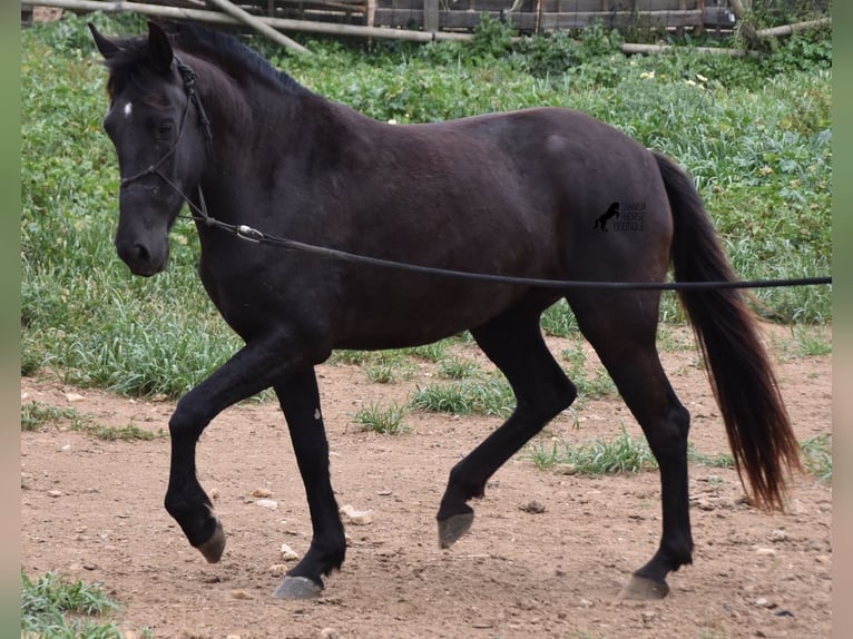 Menorquín Yegua 5 años 154 cm Negro in Menorca